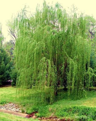 Плакучая ива